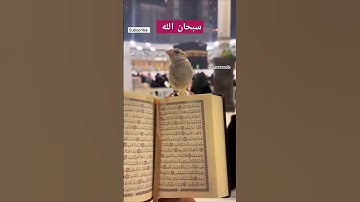 "صوت يلامس الروح: تلاوة الشيخ عبدالرحمن مسعد لآيات 'أم يقولون افتراه' تلاوه مؤثرة