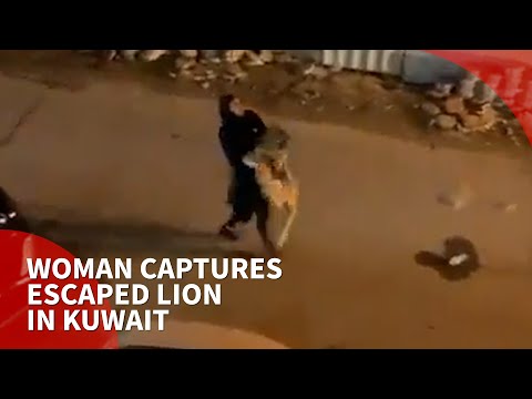 Woman captures escaped lion in Kuwait