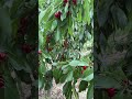+998939712727 gilos kochati bor 🍒🍒🍒🍒🍒🍒🍒🍒🍒🍒