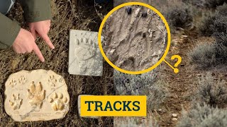 How to Identify Animal Tracks, Scat & Signs