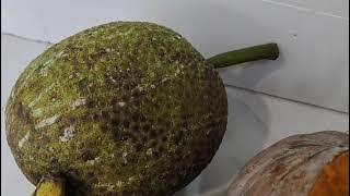 Tips sehat Bunda Halimah pakar herbal Indonesia 