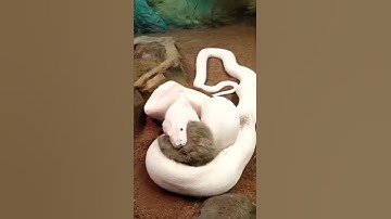 WHITE SNAKE EATS RABBIT IN FEW SECONDS.🐍😳#short #youtubeshorts #viral