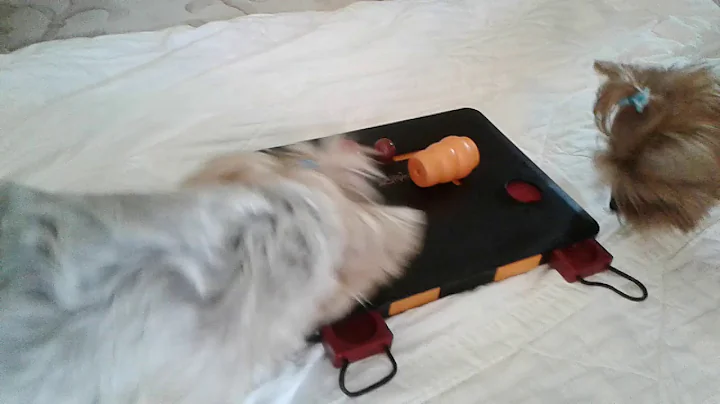 Yorkie hide a treat challenge