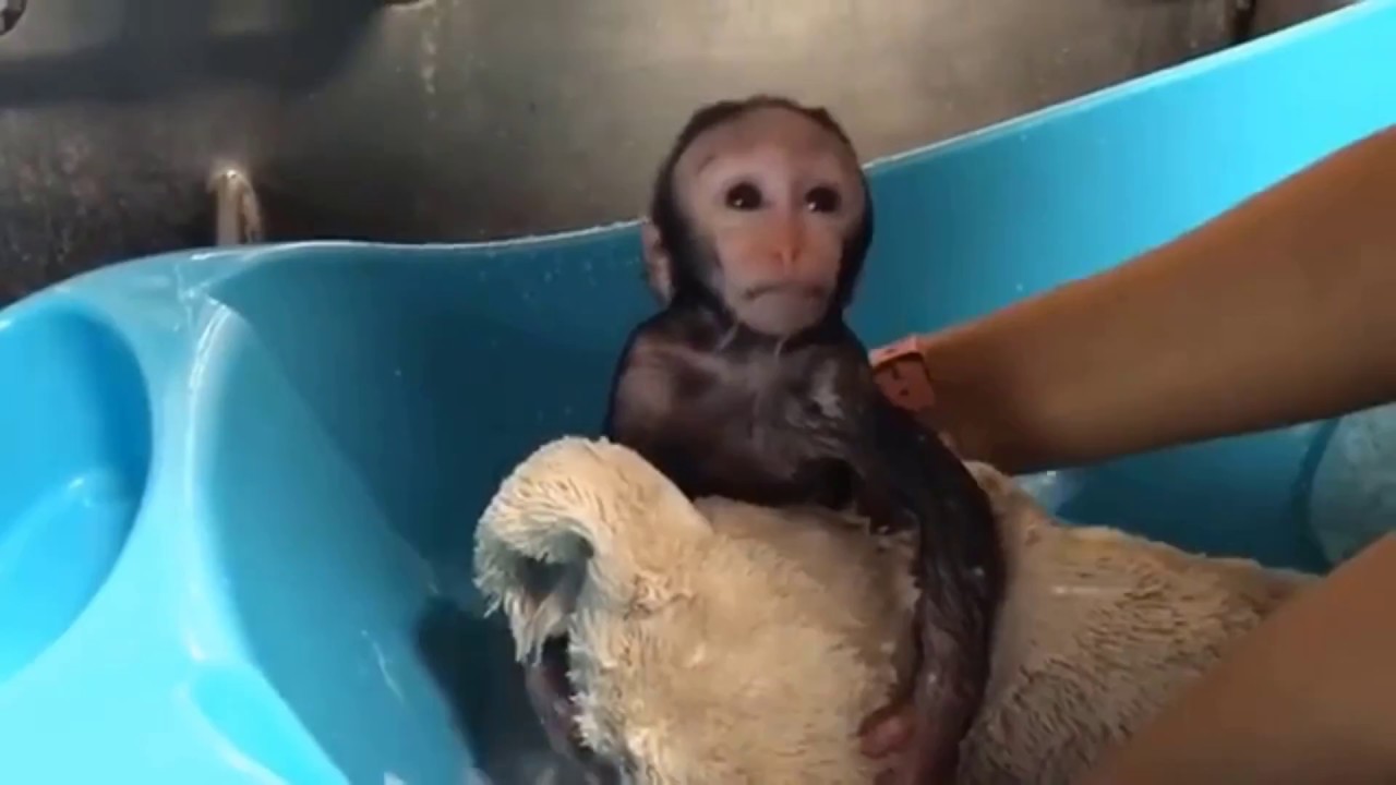 petco hours Cute Monkeys Part #24 - Relaxing moment with Funny Baby Capuchin Monkey 2018