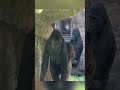 Baby Gorilla Sumomo Vigorously Pulls Up Grass#gorilla #usa #fypシ゚viral #foryou #zoo