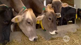 Para lecheras férulas vacas