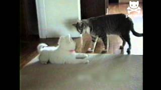 Colossal cat vs peppy pooch