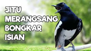 TERAPI KACER GACOR INI AMPUH ATASI KACER MACET BUNYI LANGSUNG NYAUT EMOSI BUKA EKOR