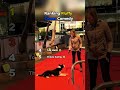 Fluffy Chaos With A Comedy Twist 🐶😂 Too Funny To Miss || #fluffy #ranking
