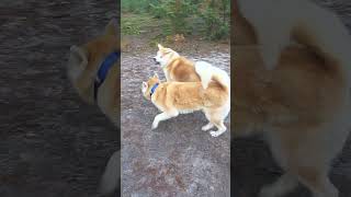 Akita Sumo Wrestling by Marc Druten 126 views 5 months ago 1 minute, 11 seconds