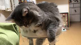 椅子が小さくみえる猫 ノルウェージャンフォレストキャットThe chair looks small.Norwegian Forest Cat.