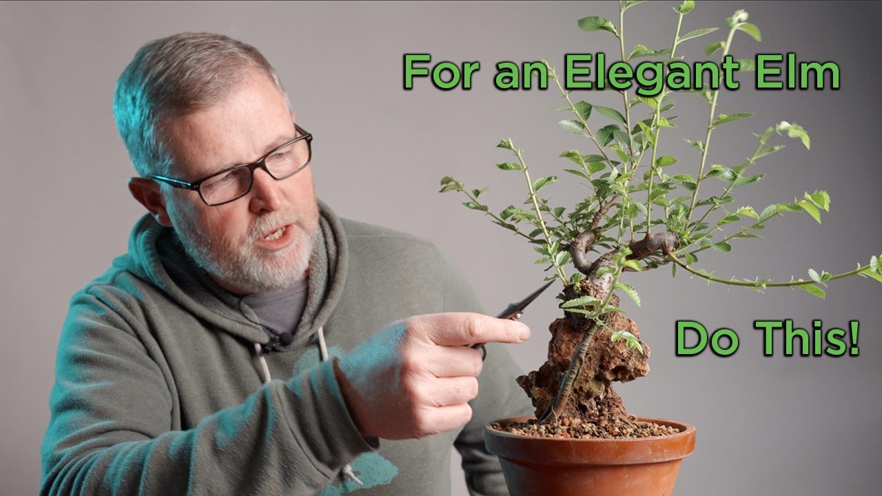 For an Elegant Elm Bonsai, You Must Do This!