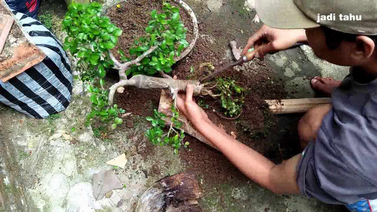 PECAH BATANG BONSAI Trik Sederhana Memperbesar Pangkal  