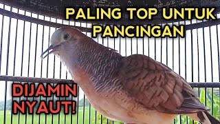 PERKUTUT BANGKOK GACOR SUARA PALING TOP UNTUK PANCINGAN DIJAMIN NYAUT!