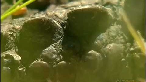 Invasive Predatory Turtle? Snapping Turtle Found in Metchosin