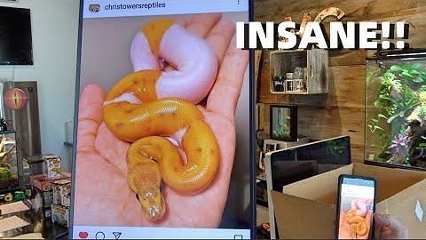 MC PIC OF THE WEEK! Amazing Ball Pythons You Never Knew Existed!