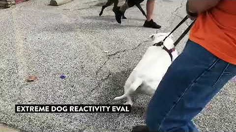 Extreme Dog Reactivity Before/After One Session