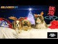 8K 3D 360 - SUPER PUPS CHRISTMAS CARD