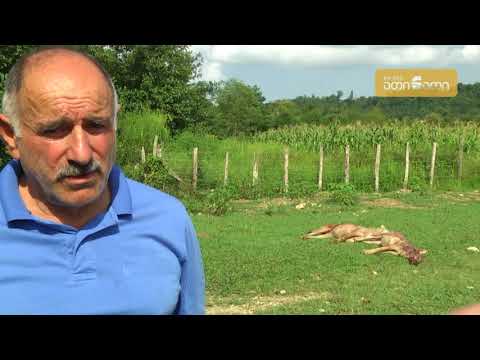 ურთაში მგლები დახოცეს