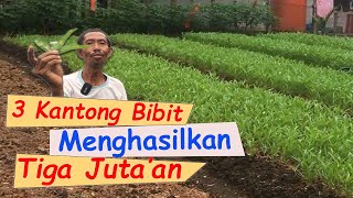 PELUANG USAHA PERTANIAN,.. AYO PUNYA USAHA BERKEBUN SAYUR KANGKUNG,!! PENGHASIL UANG TERCEPAT