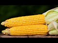 10 amazing benefits of corn  health and nutrition