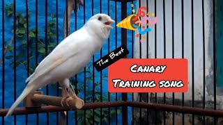 Belgian canary singing makes your canary sound!! Best training