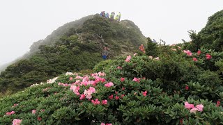 2019.05.05合歡山東峰高山杜鵑