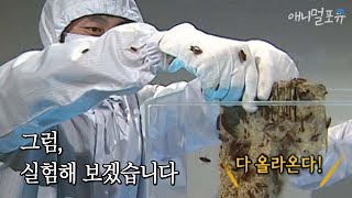 ※소름주의※ 무엇이든 먹어치우는 바퀴벌레가 싫어하는 것도 있다?!  l KBS 스펀지 051008 방송