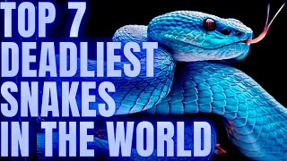 Top 7 Most Dangerous and  Deadliest snakes in the world