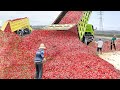 How Millions of Hot Red Chilli Peppers Are Hand-Harvested by Farmers in Turkey