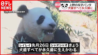 【上野の双子パンダ】犬歯すべて永久歯に生えかわる
