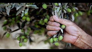 طريقة كبس الزيتون الاخضر /عمل الزيتون الاخضر/اسهل طريقة للزيتون الاخضر/how to make pickled olives