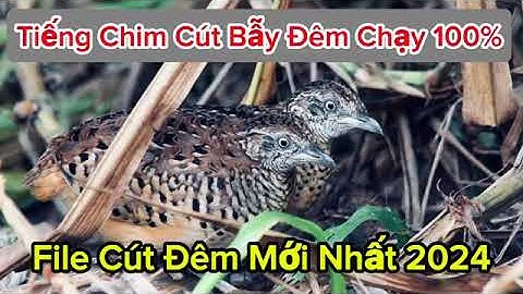 tiếng chim cút đêm file chuẩn !!!