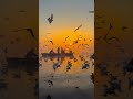 Uska Hi Banana l Slowed song#shorts #lofi #viral #love #zenimax great