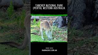 Yanchep National Park Perth, Western Australia 1