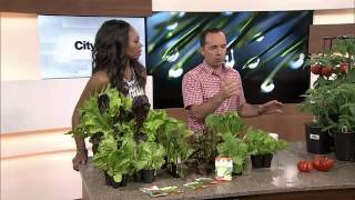 Lettuce and tomato growing tips