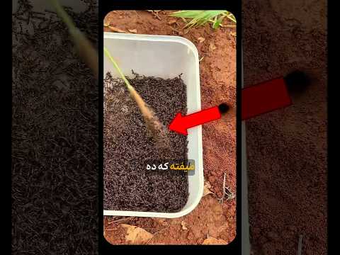 فلفل نبین چه ریزه