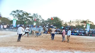 The biggest ongole bulls in Yemmiganur village #viral #1M