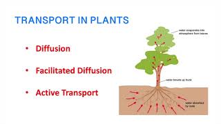 Part 1: Transportation in plants| Passive Diffusion | Facilitated Diffusion | Active Diffusion