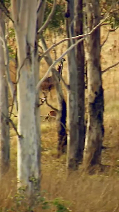 Dingo pack hunting Emu