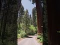 Big trees old view#shorts 70
