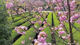 Peach - Blossoms in spring Season / Pink Blossom - Pink Flowers - PEACH Plants