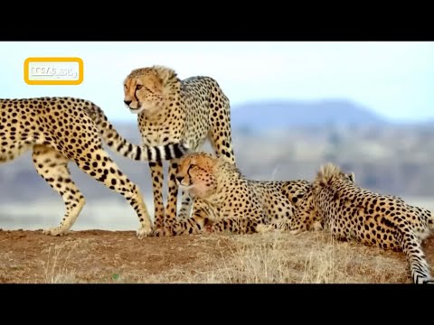 فيديو: أي نوع من الحيوانات تعيش في السافانا؟