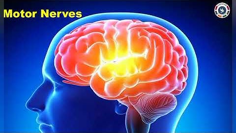 Class.5 : SCIENCE : Nervous System : Part.1