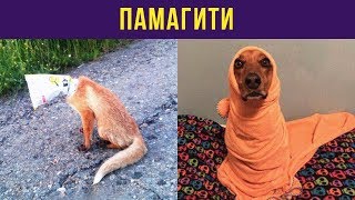 Приколы и мемы. Памагити | Мемозг #16 Приколы и мемы. Памагити | Мемозг #16