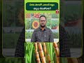 చెరకు సాగులో ఎలాంటి రక్షణ చర్యలు తీసుకోవాలి ? | T-SAT