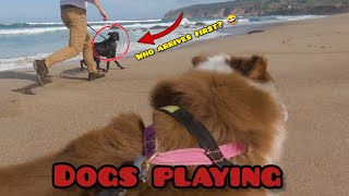 Dogs Playing: Pure Joy and Endless Fun! by SCHNAUZERS FRIENDS CLUB 139 views 7 months ago 2 minutes, 57 seconds