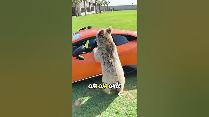 Phản ứng của chủ xe Lamborghini khi bị gấu làm gãy cánh cửa #sieuxe #shorts
