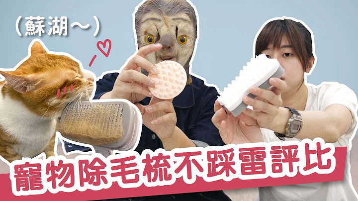 梳毛比洗澡更重要！寵物除毛梳多種類評比，不踩雷攻略一次看！｜毛孩市集 Petpetgo - 天天要聞