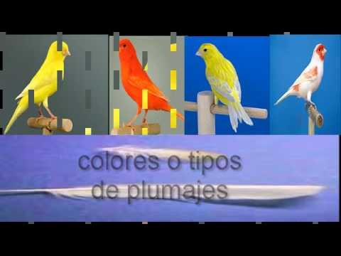 la cria de canarios (colores)the breeding of canaries (colors) - YouTube